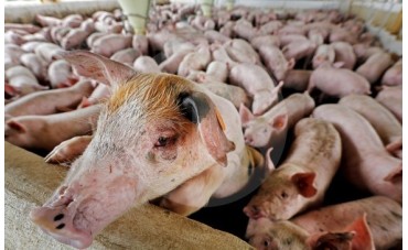 Agro, minería e industria, a mover economía paisa